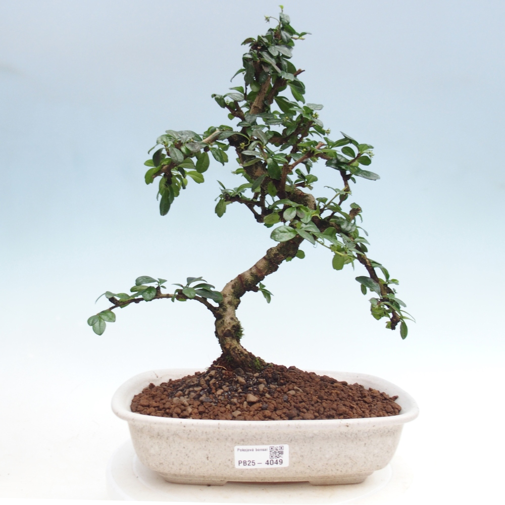 Szobai bonsai - Carmona macrophylla - Tea fuki