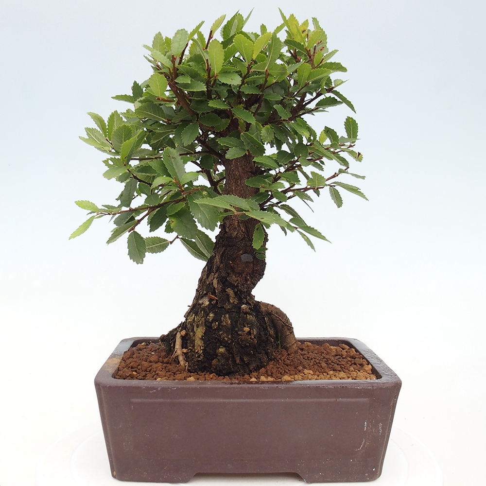 Kültéri bonsai - Zelkova - Zelkova NIRE