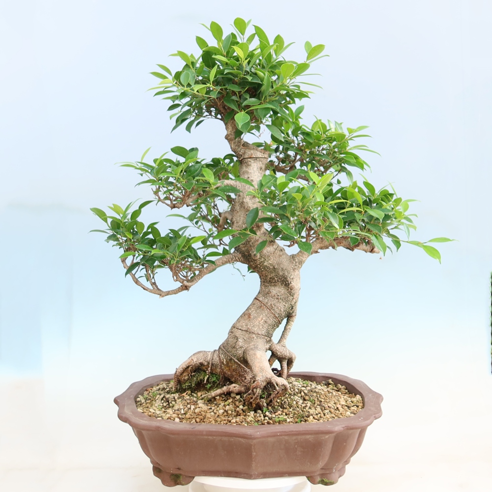 Szobai bonsai - Ficus kimmen - kislevelű fikusz