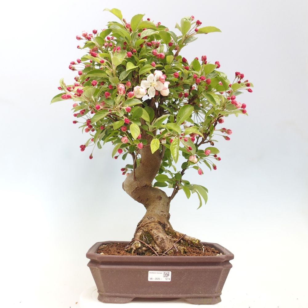 Kültéri bonsai -Malus halliana - Kis gyümölcsű almafa