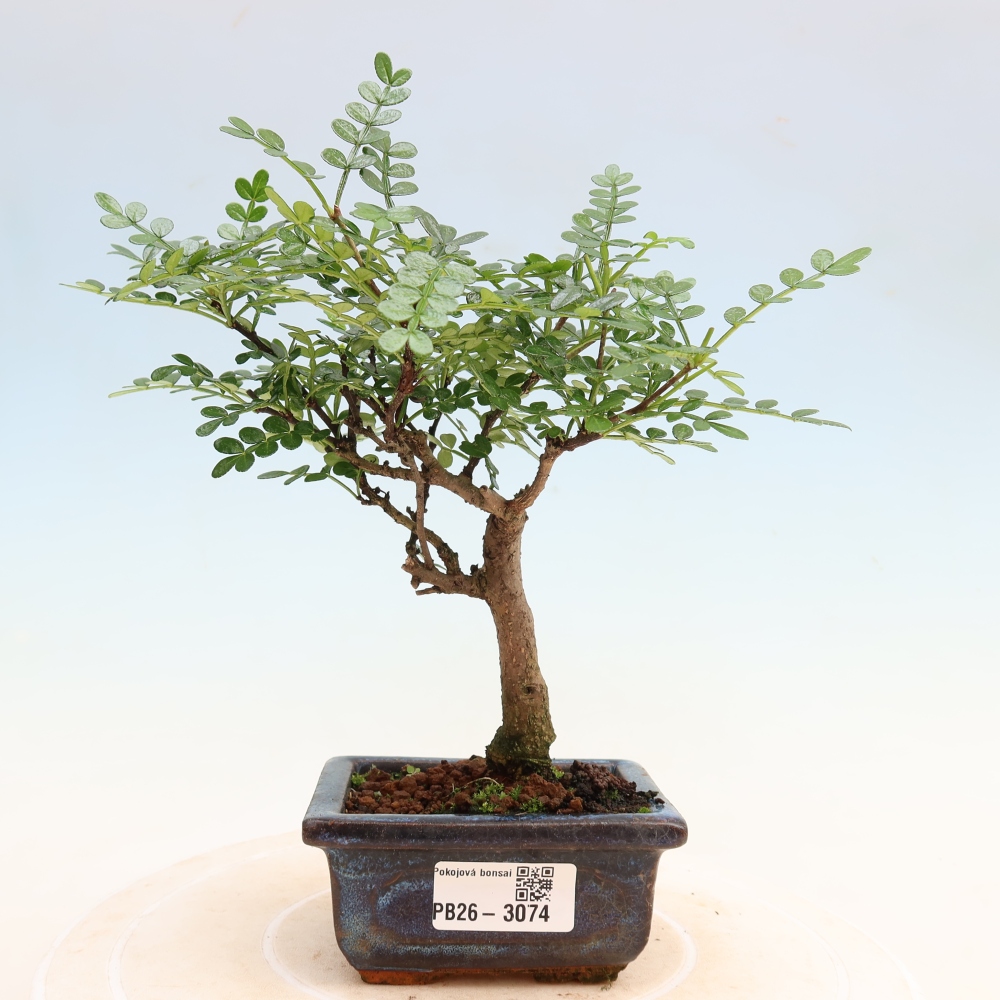 Szobai bonsai - Zantoxylum piperitum - borsfa