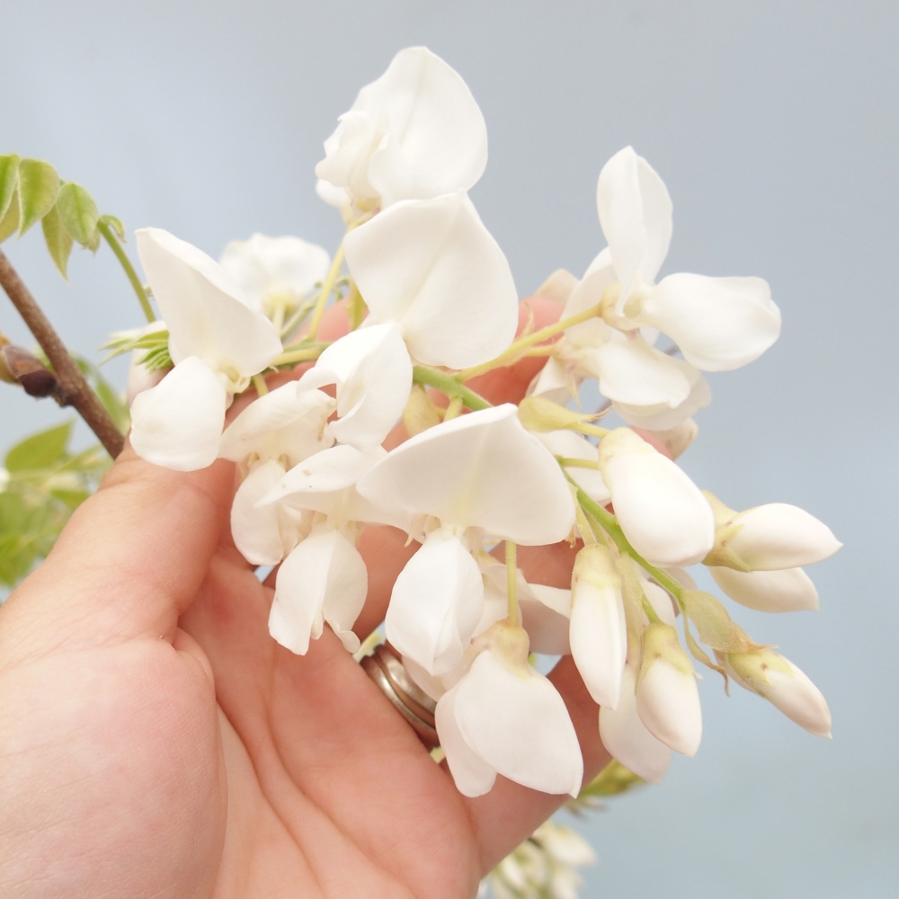 Kültéri bonsai - Vistaria - Wisteria