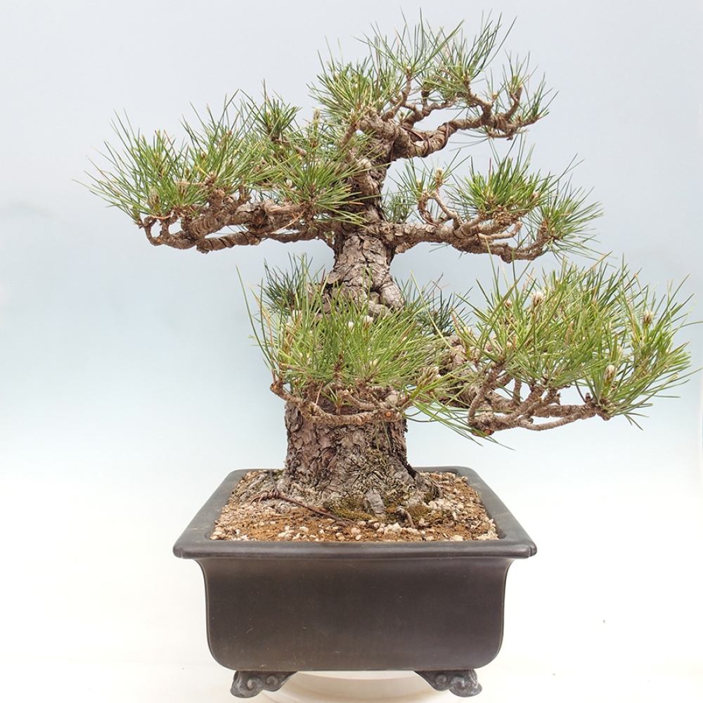 Kültéri bonsai - Pinus thunbergii - Thunberg fenyő