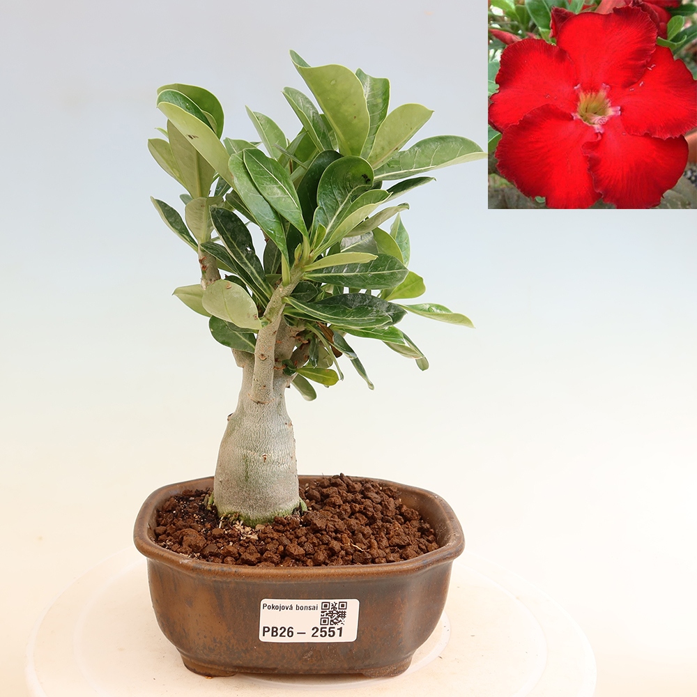 Szobabonsai – Adenium obesum Red Star – Sivatagi rózsa
