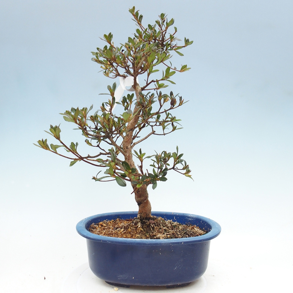 Kültéri bonsai - Japán azálea - Azalea Mio
