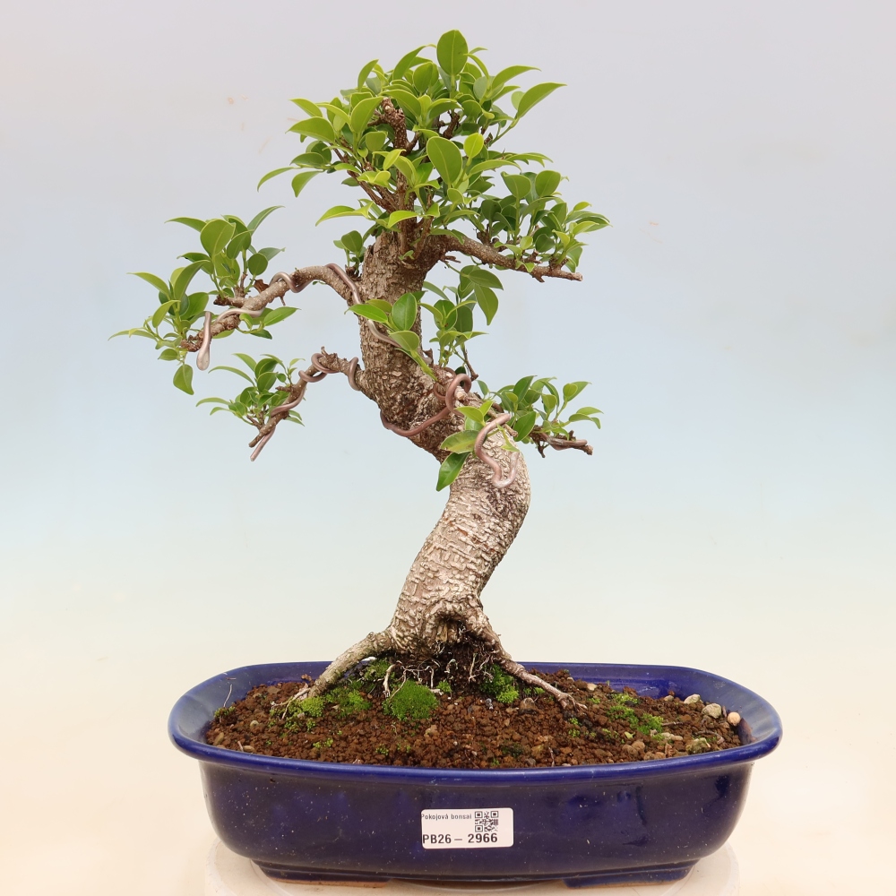 Szobai bonsai - Ficus kimmen - kislevelű fikusz