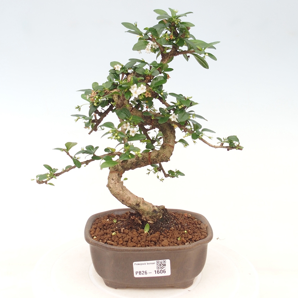 Szobai bonsai - Carmona macrophylla - Tea fuki