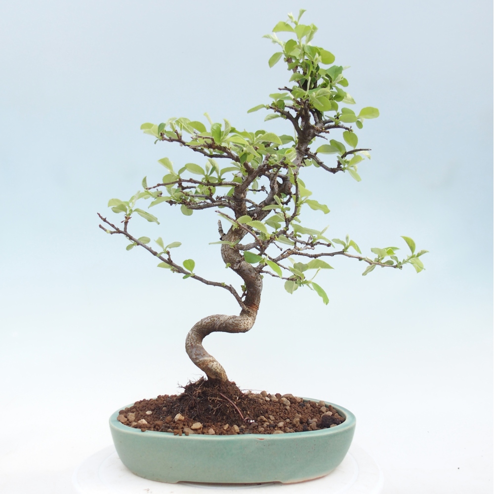 Kültéri bonsai - Chaneomeles chinensis