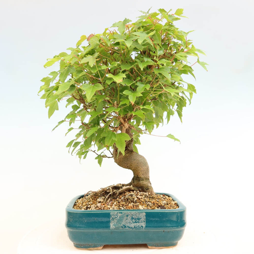 Kültéri bonsai - Juhar Burger - Acer Burgerianum
