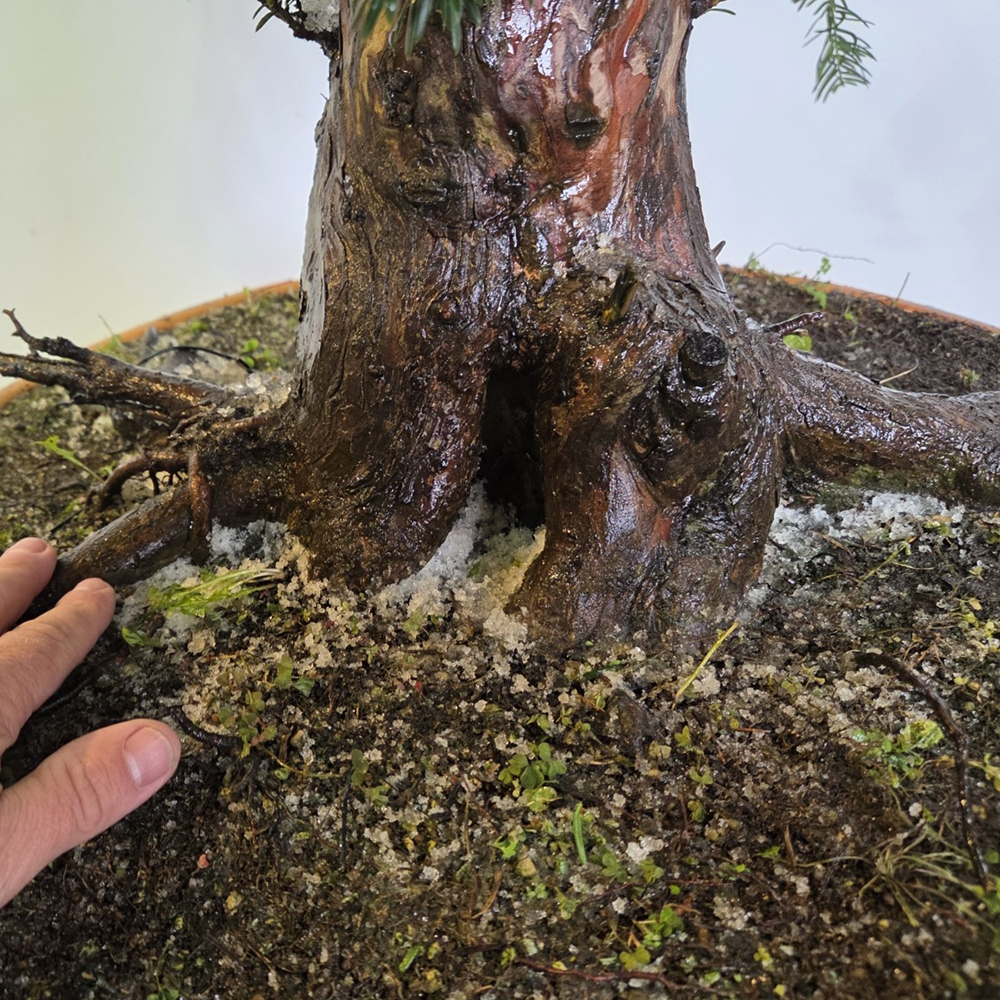 Kültéri bonsai vörös tiszafa - Taxus bacata