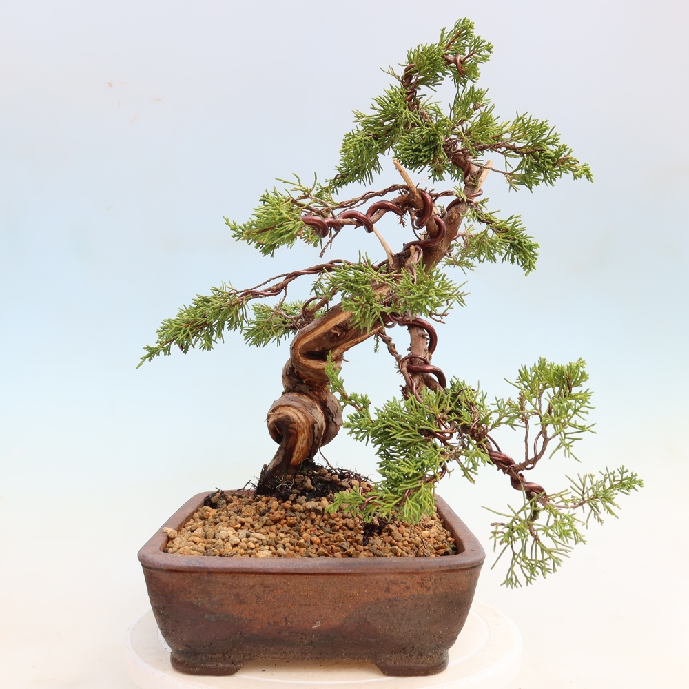 Kültéri bonsai - Juniperus chinensis Itoigawa-Juniperus chinensis