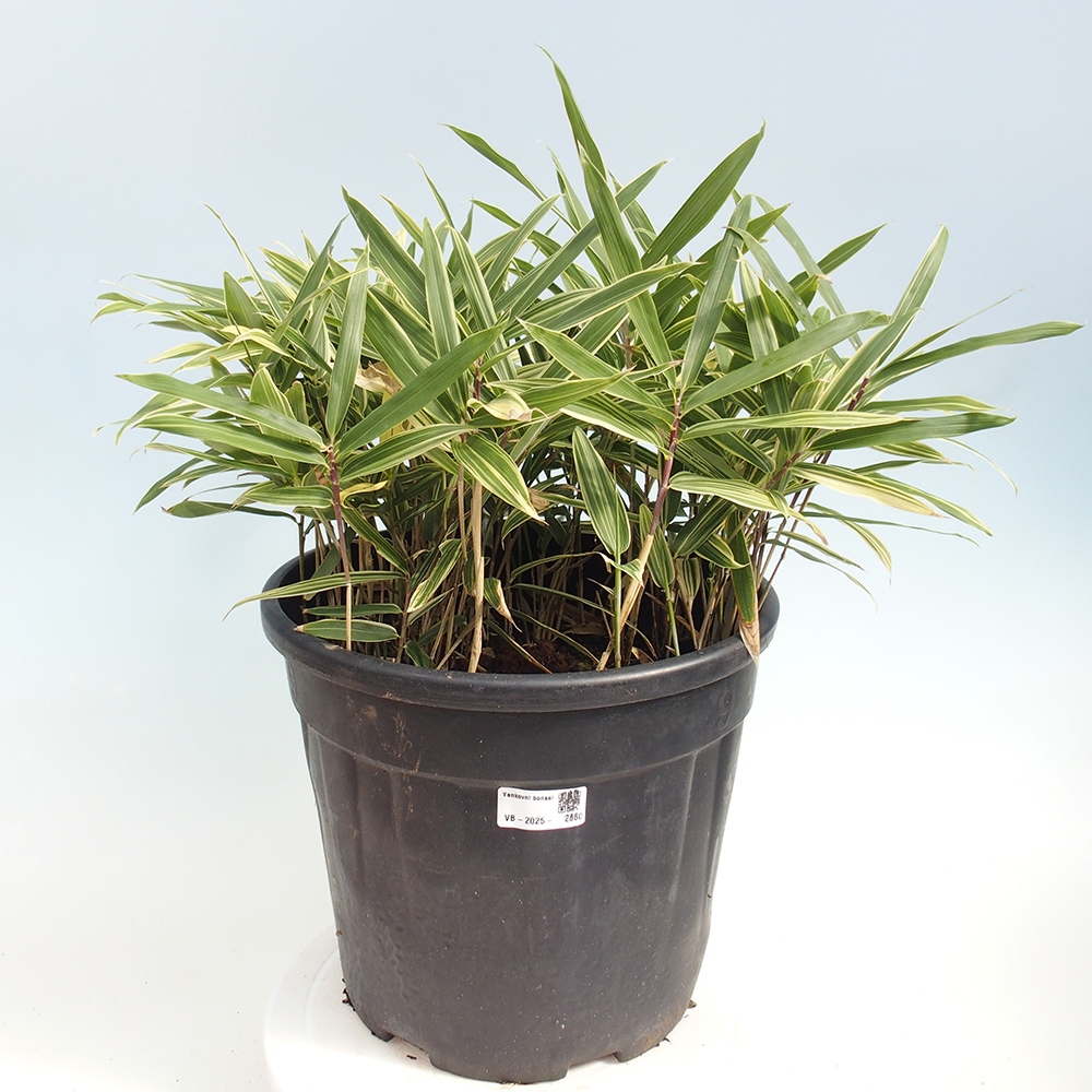 Kültéri bonsai - Sasaella masamuneana Albostriata - Bambusz