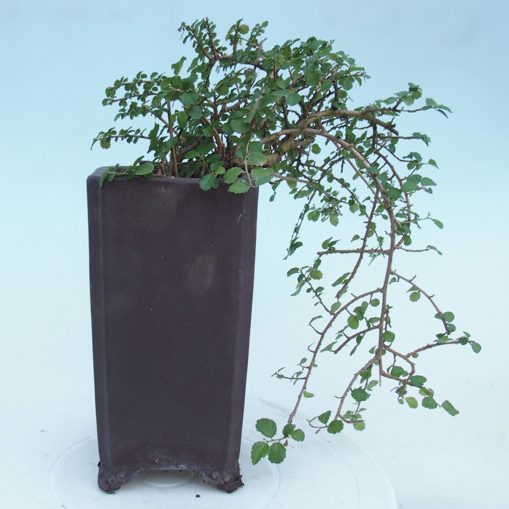 Szobai bonsai - Grewia sp. - Grewia malafolia