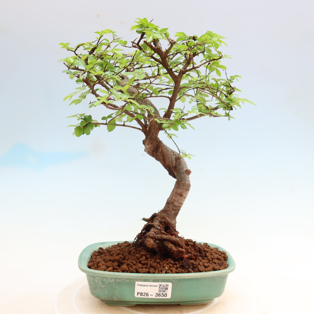 Szobai bonsai - Ulmus parvifolia - Kislevelű szilfa