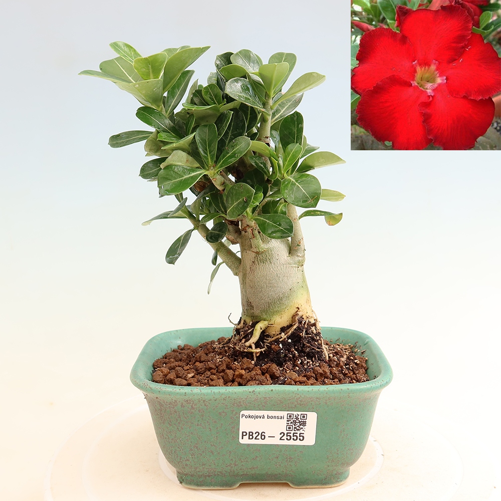 Szobabonsai – Adenium obesum Red Star – Sivatagi rózsa