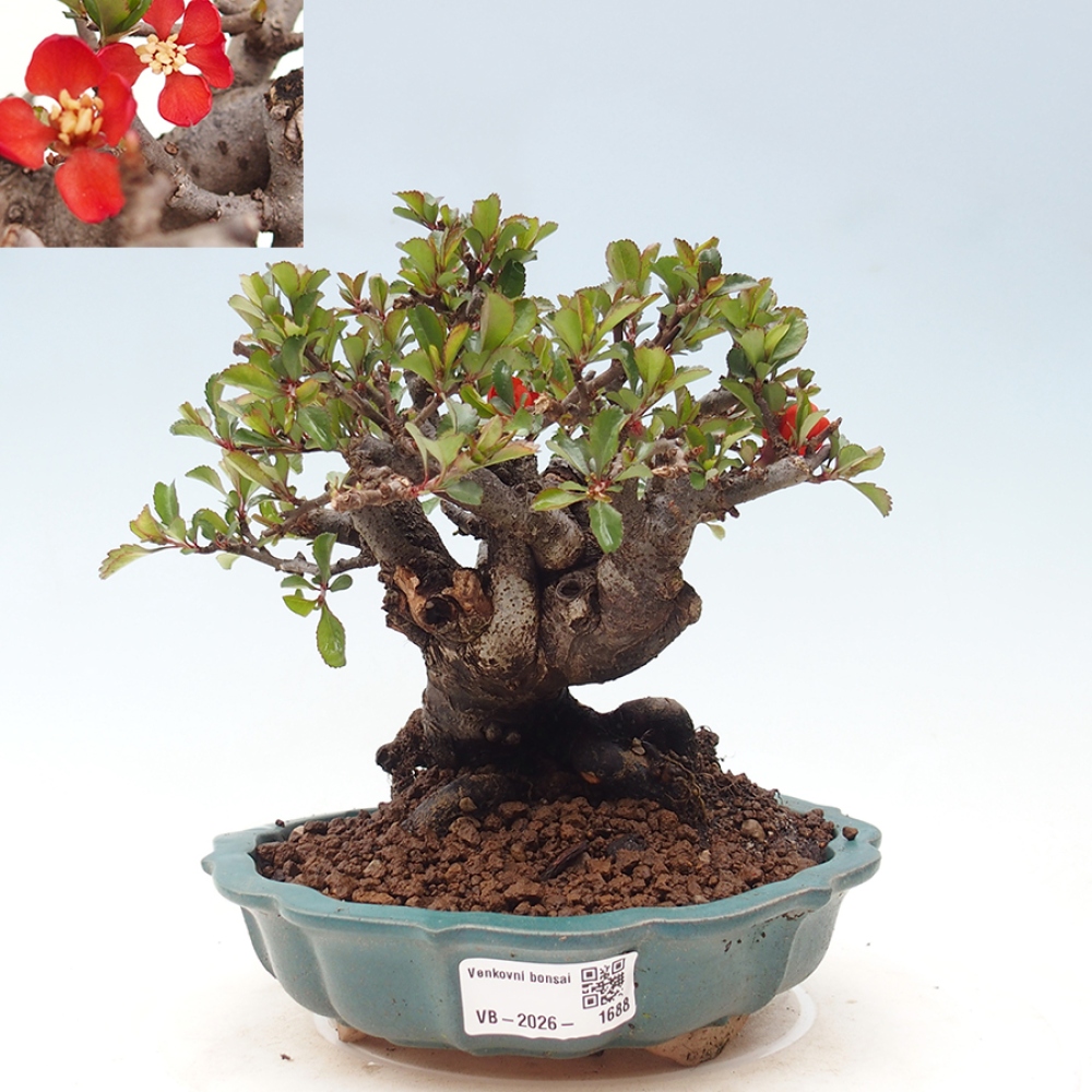 Kültéri bonsai - Chaneomeles speciosa - birs