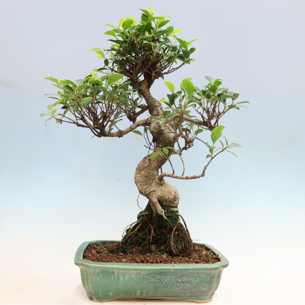 Szobai bonsai - Ficus kimmen - kislevelű fikusz