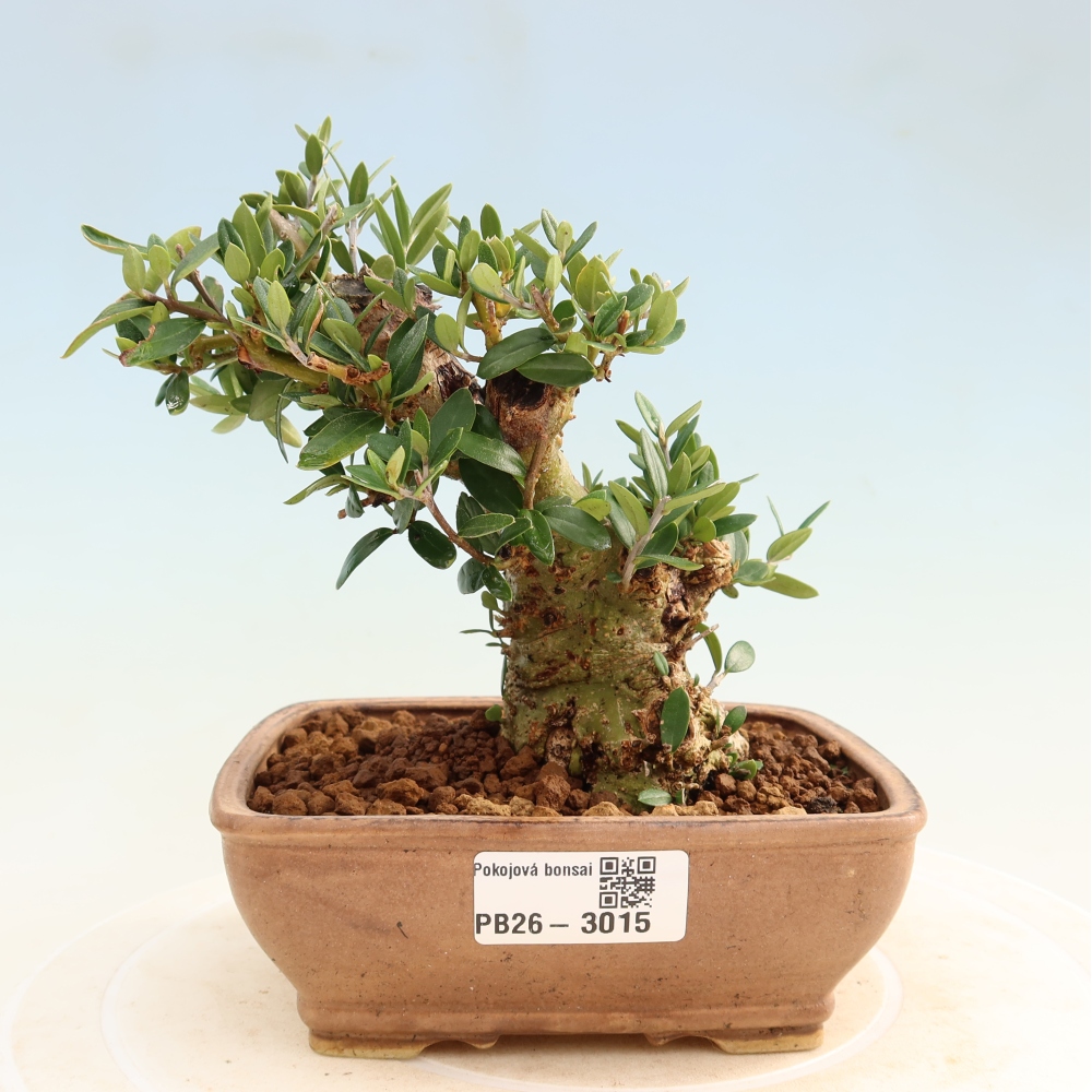 Beltéri bonsai - Olea europaea sylvestris