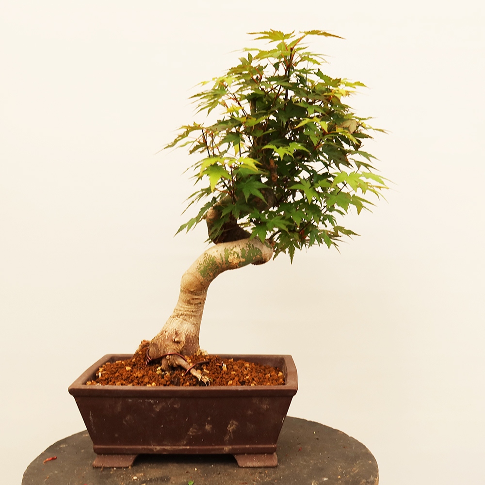 Kültéri bonsai - Maple palmatum - Pálmák