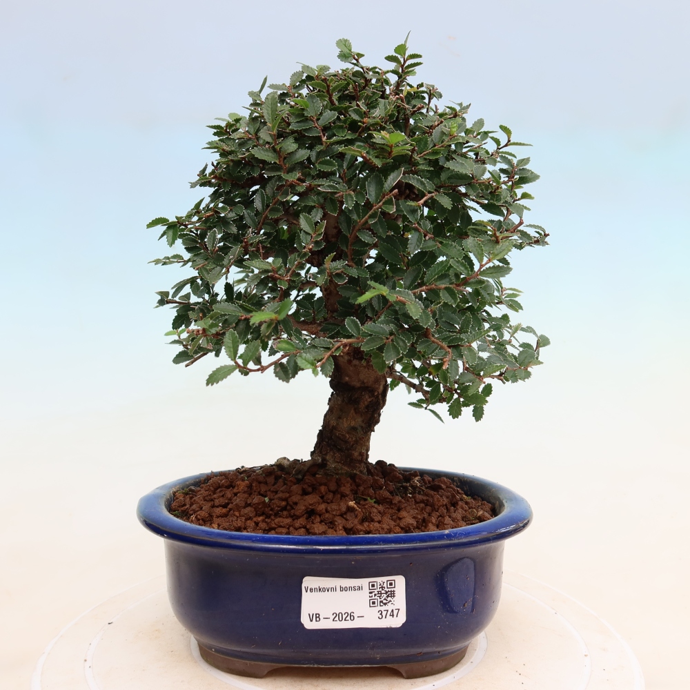 Kültéri bonsai - Zelkova - Zelkova NIRE