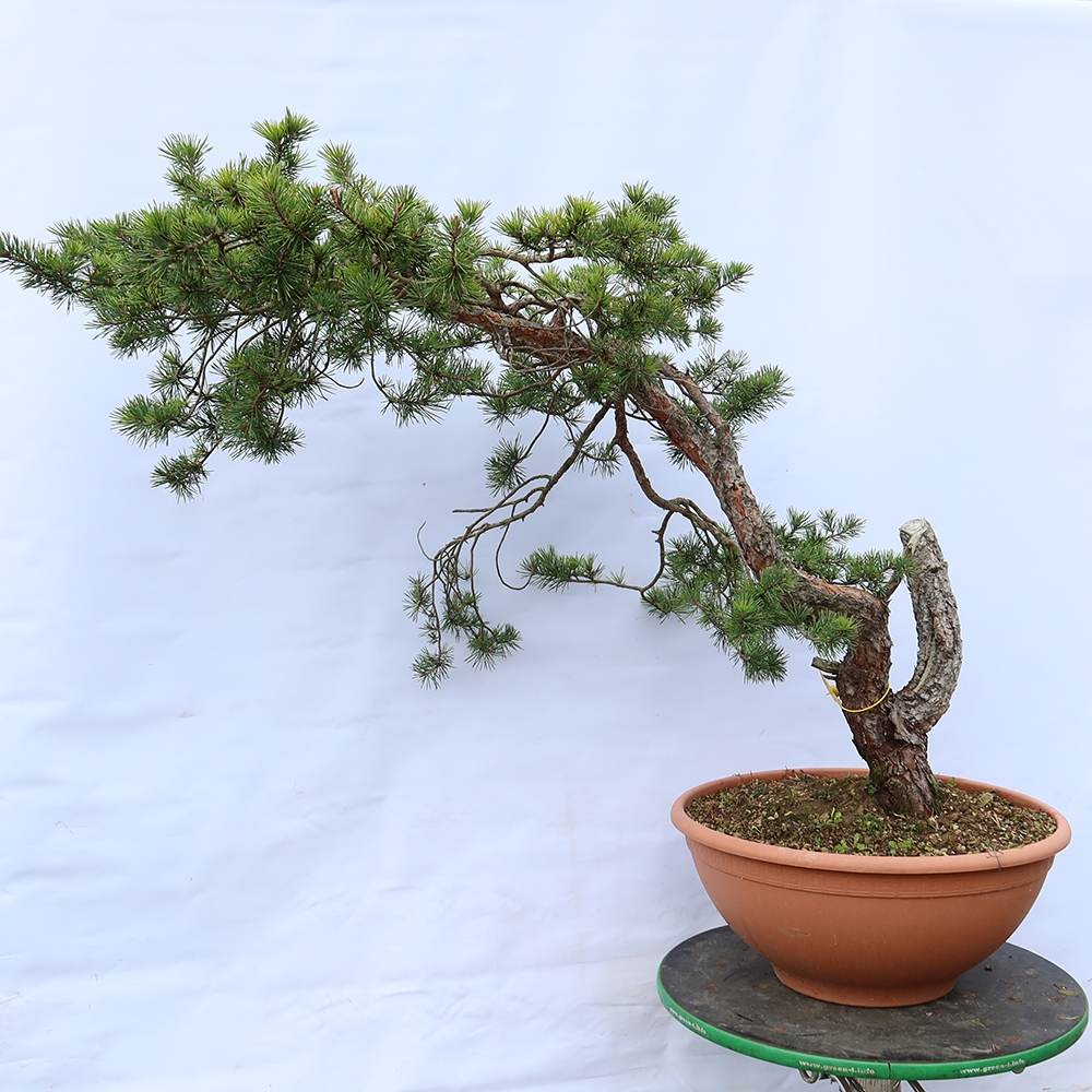 Pinus sylvestris Spanyolország – erdei fenyő