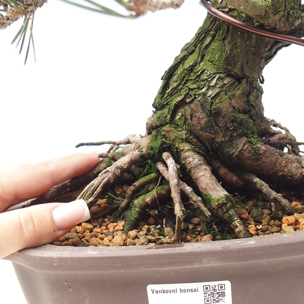 Kültéri bonsai - Pinus thunbergii Kotobuki - Thunberg fenyő