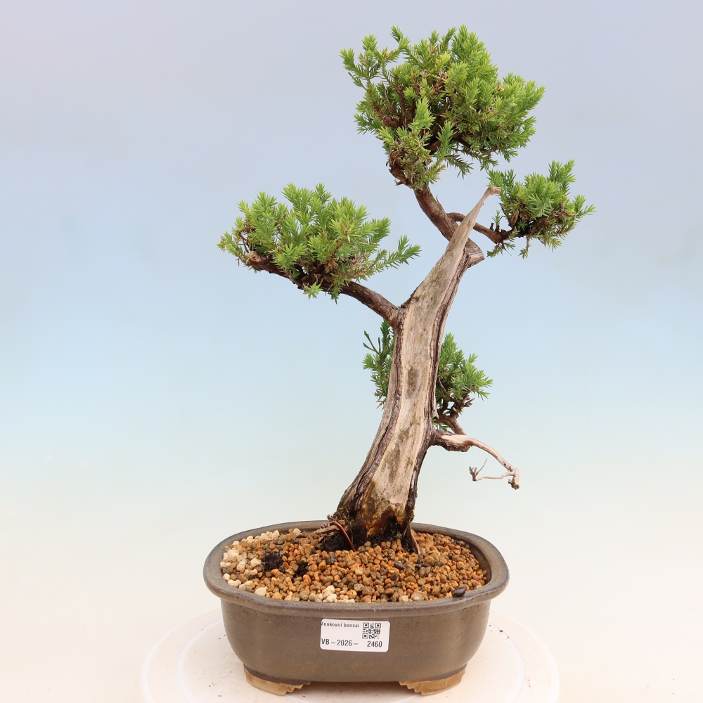 Kültéri bonsai – Juniperus squamata – Pikkelyes boróka