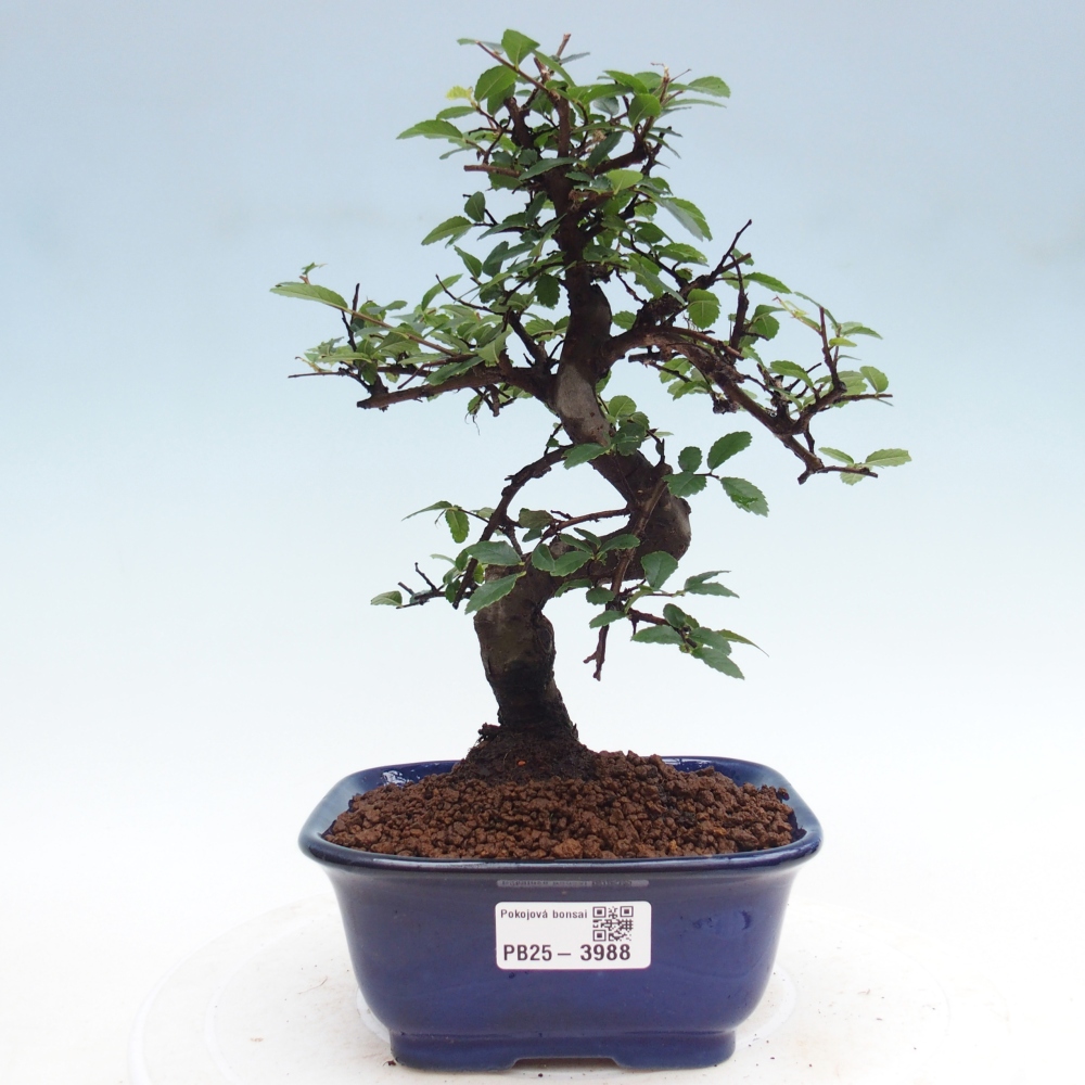Szobai bonsai - Ulmus parvifolia - Kislevelű szilfa