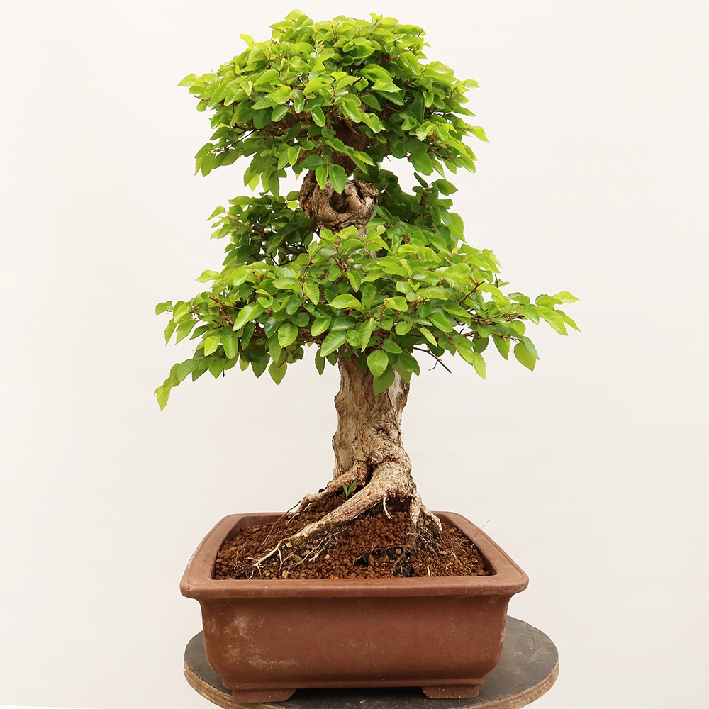 Kültéri bonsai -Carpinus Coreana - Koreai gyertyánfa