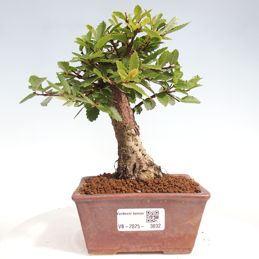 Kültéri bonsai - Zelkova - Zelkova NIRE