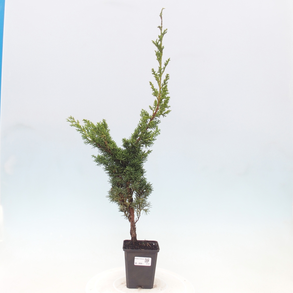 Kültéri bonsai - Juniperus chinensis Kishu