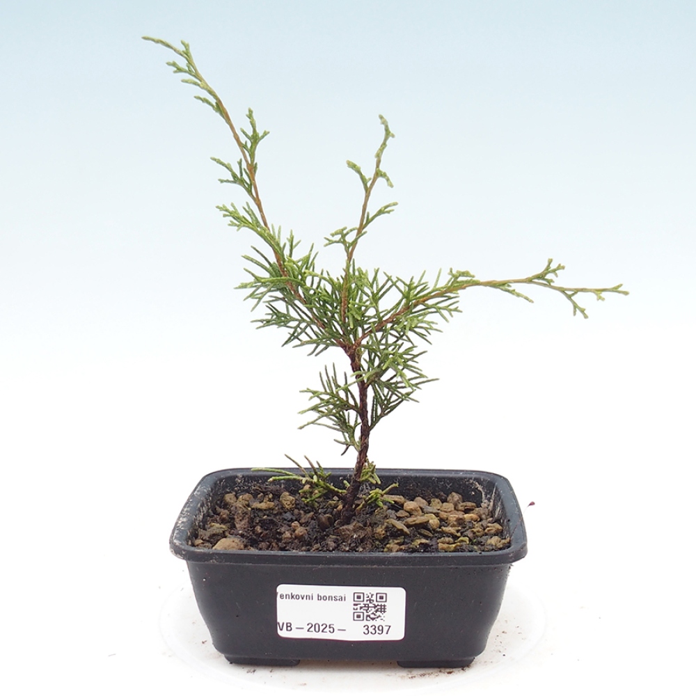 Kültéri bonsai - Juniperus chinensis Itoigawa
