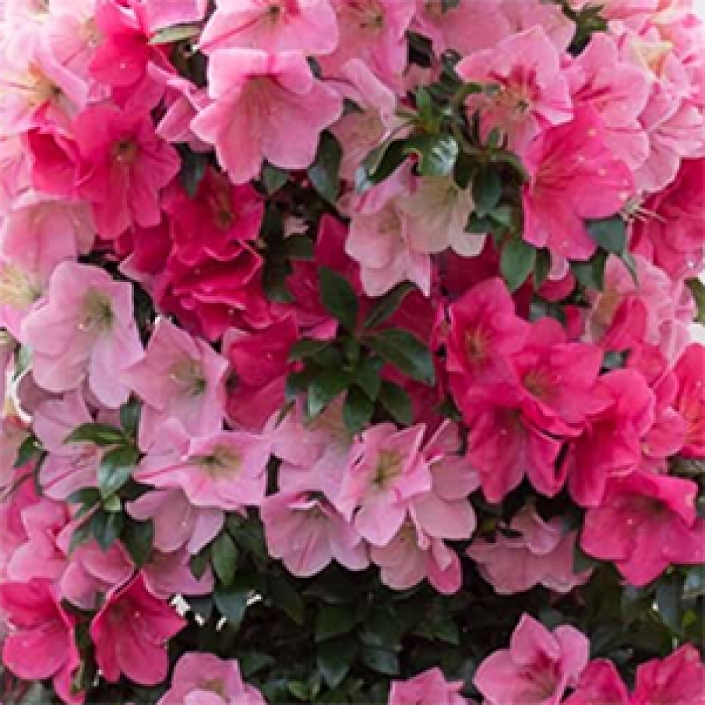 Kültéri bonsai - Japán azálea - Azalea Saien