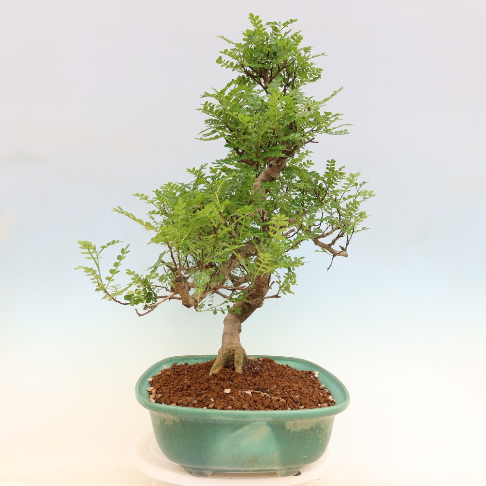 Szobai bonsai - Zantoxylum piperitum - borsfa