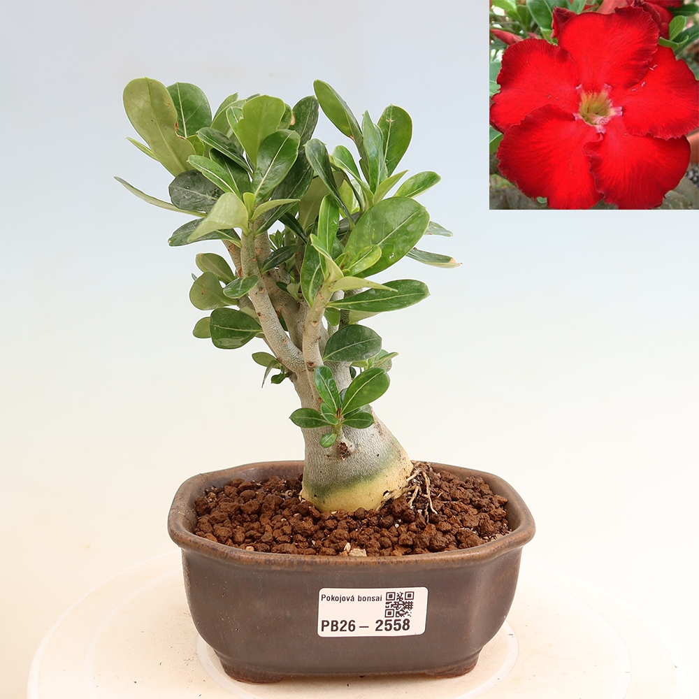 Szobabonsai – Adenium obesum Red Star – Sivatagi rózsa