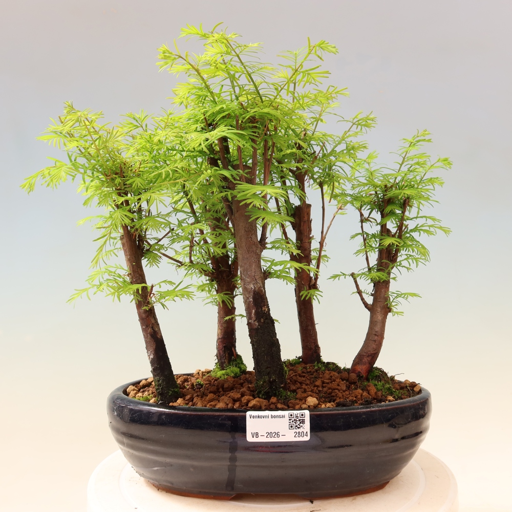 Kültéri bonsai – Metasequoia glyptostroboides – kínai metasequoia – kis erdő