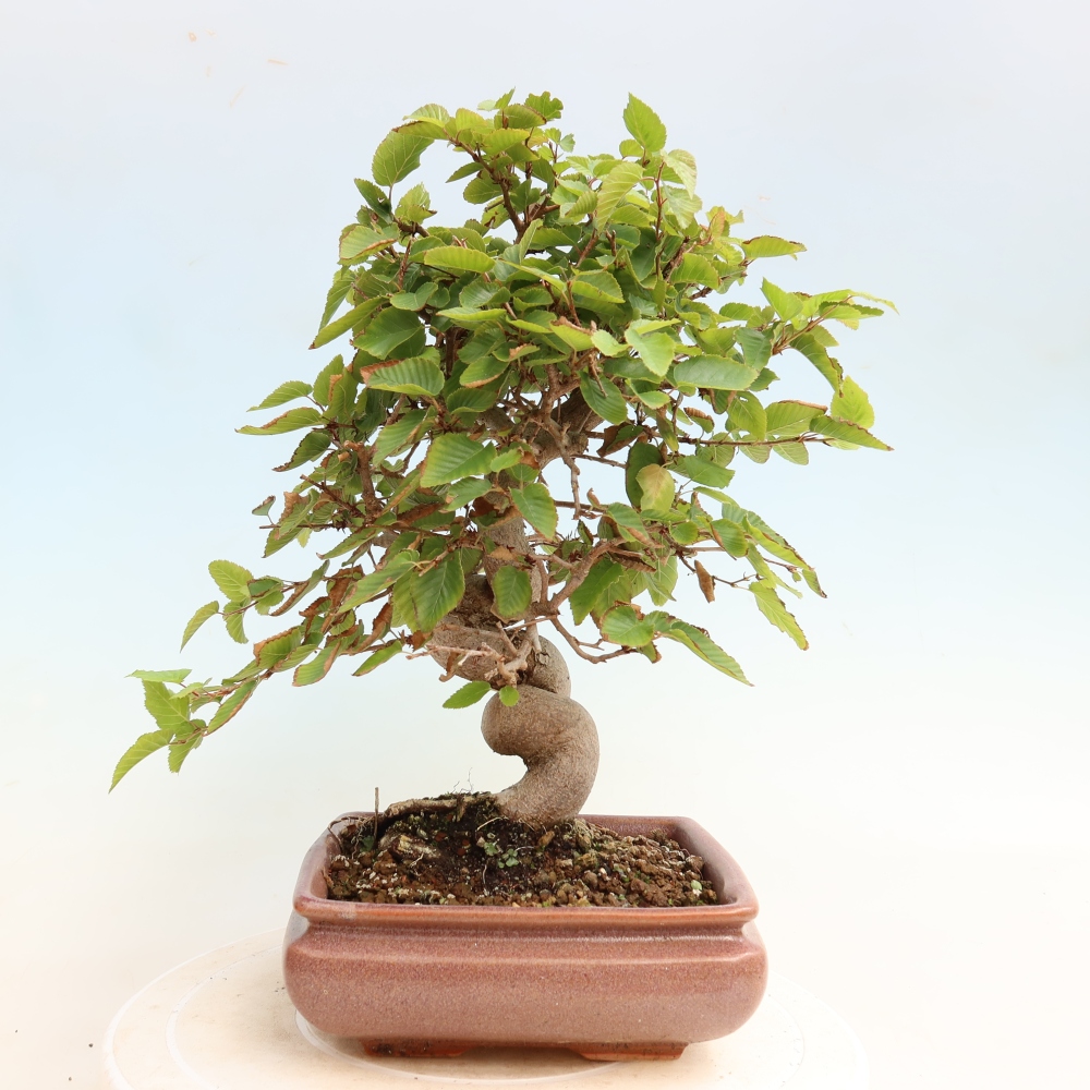 Kültéri bonsai -Carpinus CARPINOIDES - Koreai gyertyánfa