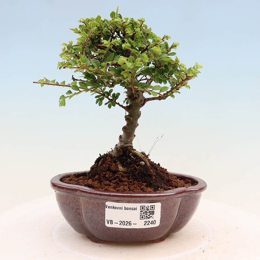Kültéri bonsai - Ulmus parvifolia Sagei - Kislevelű szilfa