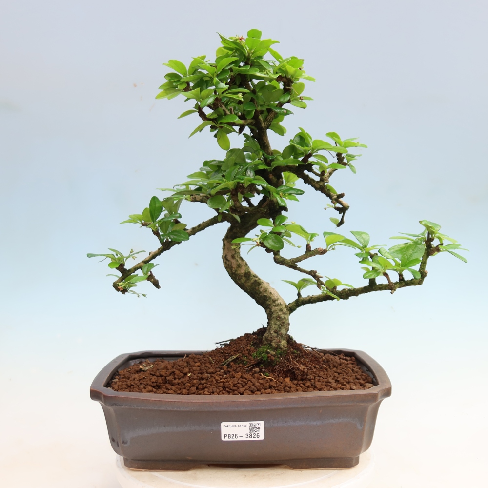 Szobai bonsai - Carmona macrophylla - Tea fuki
