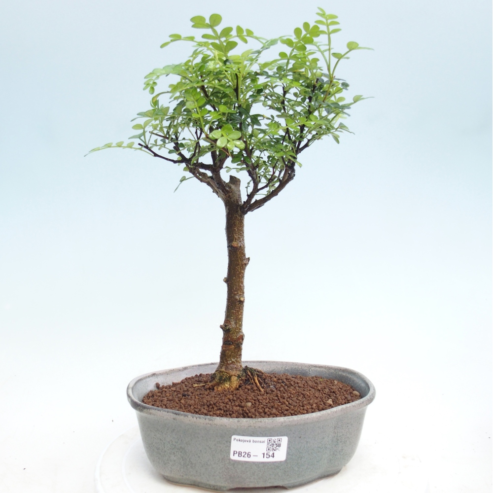 Szobai bonsai - Zantoxylum piperitum - borsfa