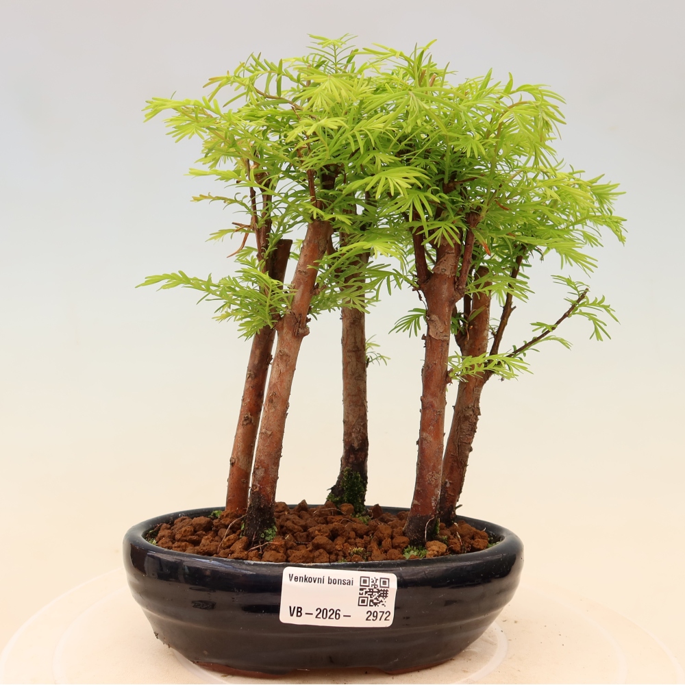 Kültéri bonsai – Metasequoia glyptostroboides – kínai metasequoia – kis erdő