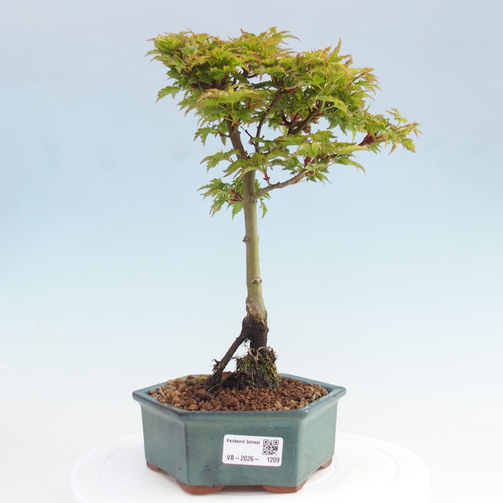 Kültéri bonsai -Javor pálma Acer palmatum Shishigashira