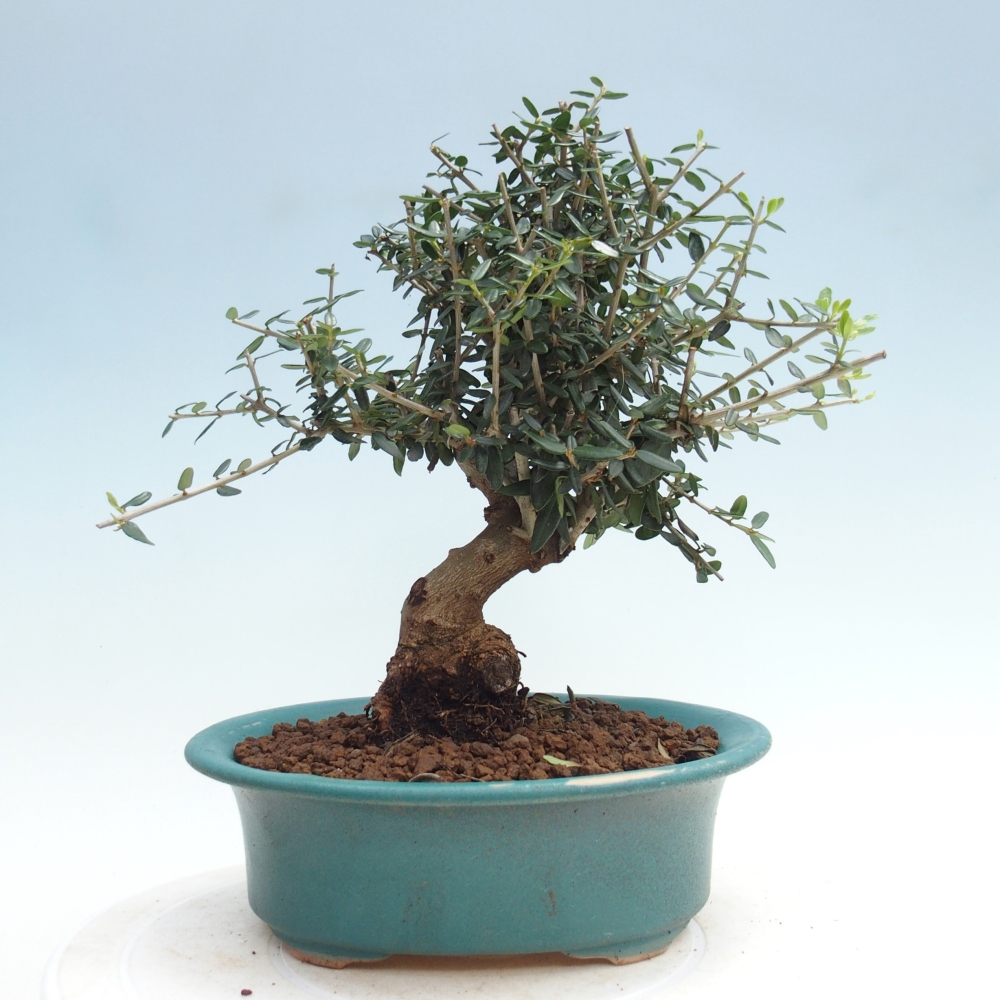 Beltéri bonsai - Olea europaea sylvestris