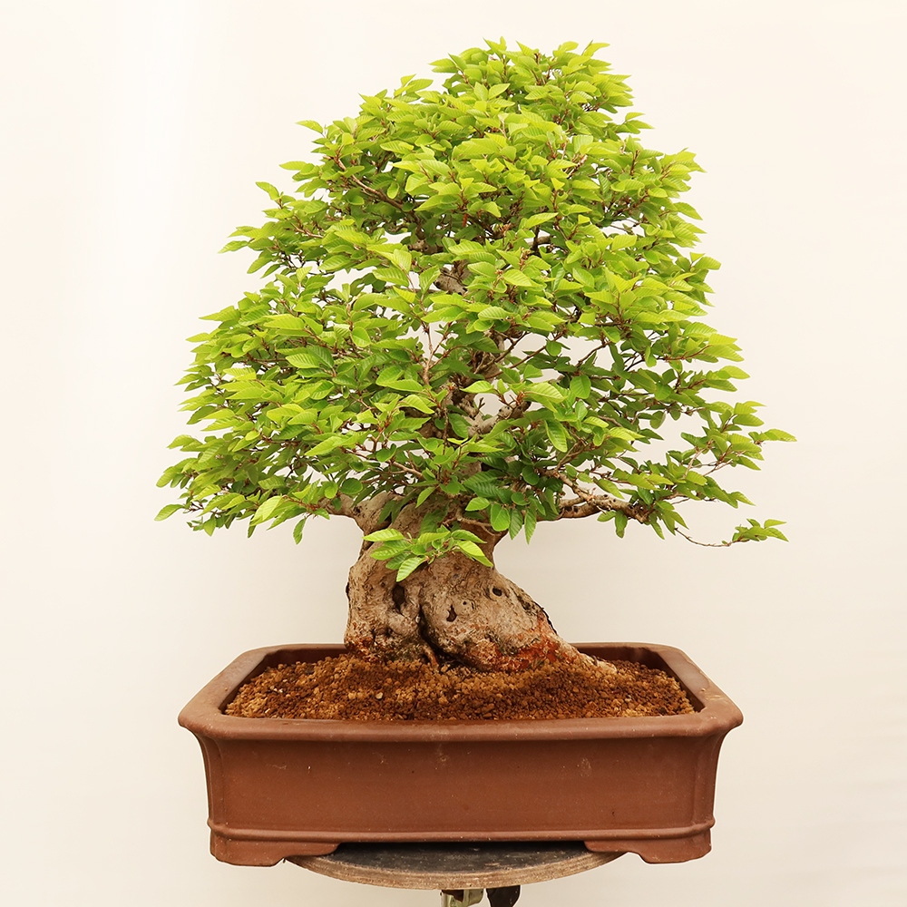 Kültéri bonsai -Carpinus Coreana - Koreai gyertyánfa
