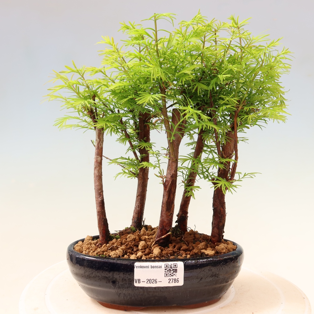 Kültéri bonsai – Metasequoia glyptostroboides – kínai metasequoia – kis erdő