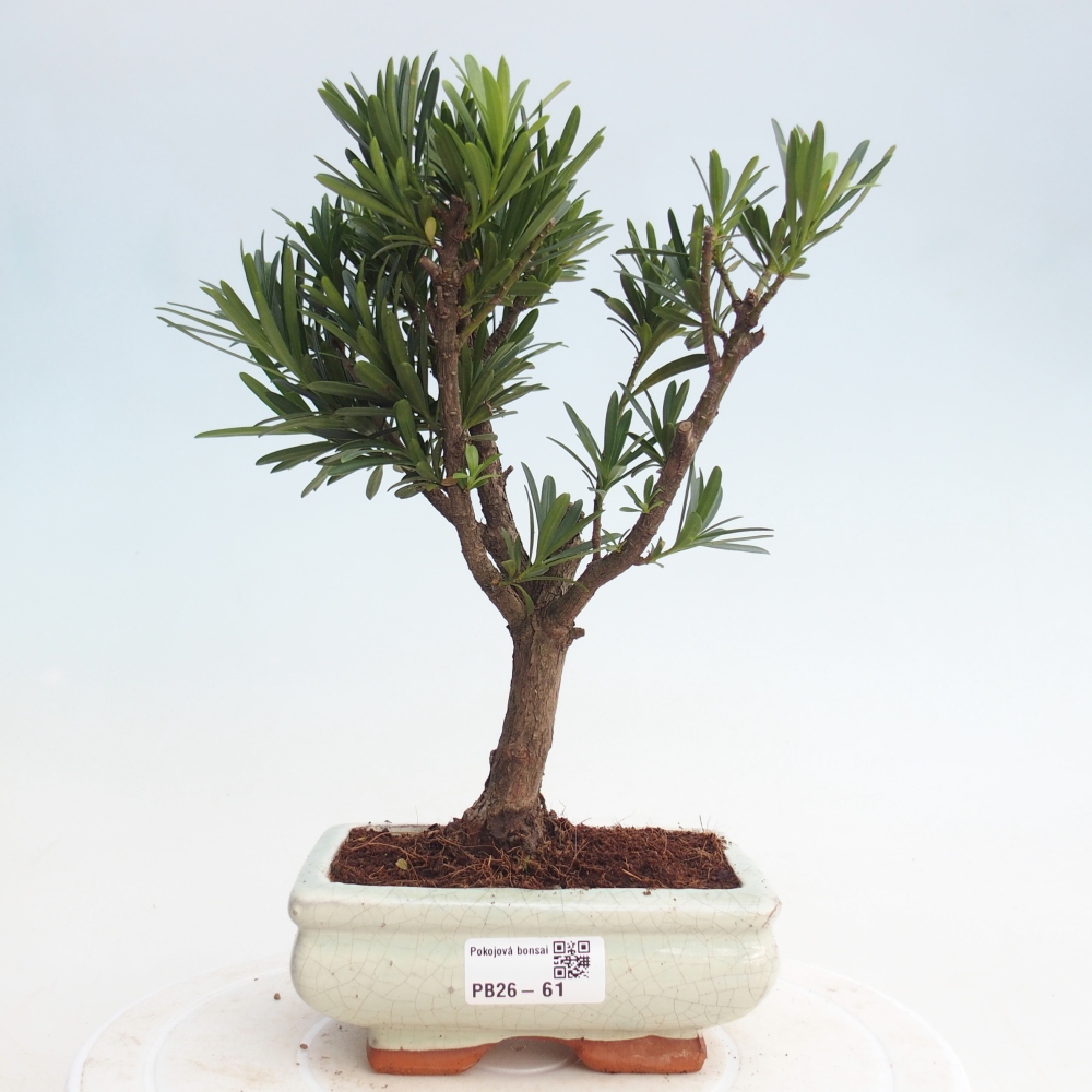 Szobai bonsai - Podocarpus - Kőtiszafa