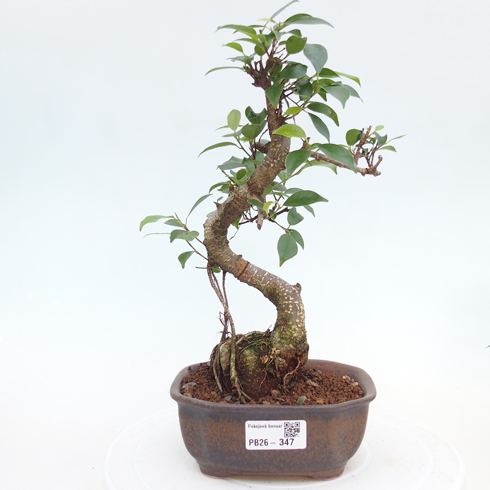 Szobai bonsai - Ficus retusa - kislevelű fikusz