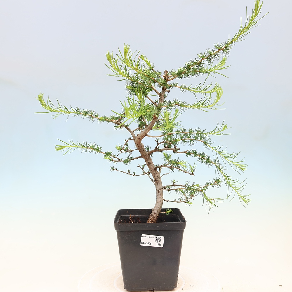Kültéri bonsai - Larix decidua - vörösfenyő