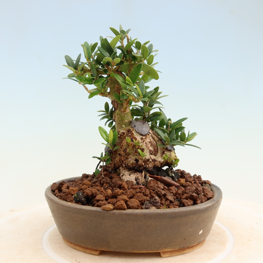 Beltéri bonsai - Olea europaea sylvestris