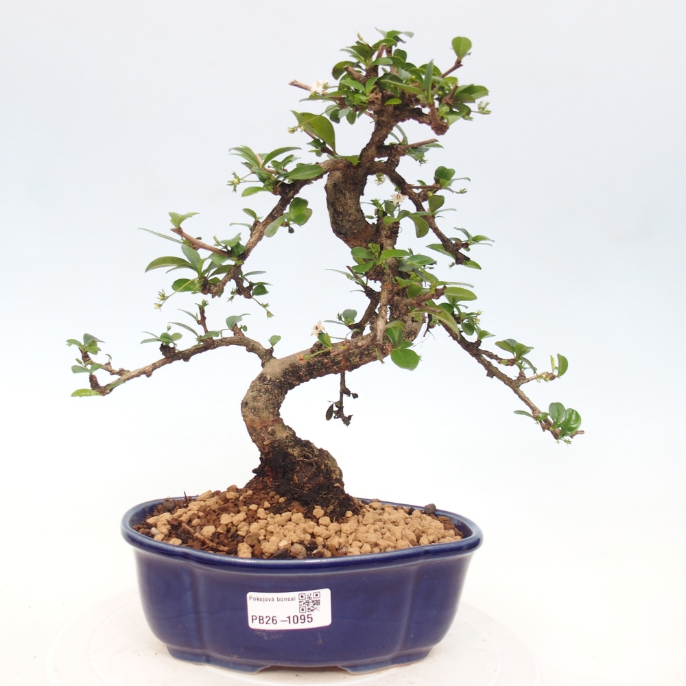 Szobai bonsai - Carmona macrophylla - Tea fuki